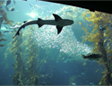 Monterey Bay Aquarium